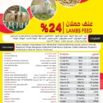 24% علف حملان