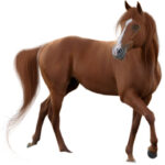 أعلاف خيول